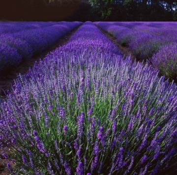 Lavender Fields